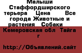 Малыши Стаффордширского терьера  › Цена ­ 1 - Все города Животные и растения » Собаки   . Кемеровская обл.,Тайга г.